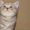 Шотладские тикированные котята - <ro>Изображение</ro><ru>Изображение</ru> #5, <ru>Объявление</ru> #876662