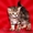 Продам шотландских вислоухих котят экзотической окраски #877249