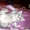 Продам шотландских вислоухих котят экзотической окраски - <ro>Изображение</ro><ru>Изображение</ru> #2, <ru>Объявление</ru> #877249