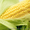 Семена кукурузы c доставкой #880211