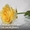 ШОК! Акция!!! Доставка цветов Букет из 101 розы всего 1399 грн - <ro>Изображение</ro><ru>Изображение</ru> #3, <ru>Объявление</ru> #880680