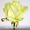 ШОК! Акция!!! Доставка цветов Букет из 101 розы всего 1399 грн - <ro>Изображение</ro><ru>Изображение</ru> #4, <ru>Объявление</ru> #880680