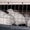 Перепела - несушки Техасский бройлер - <ro>Изображение</ro><ru>Изображение</ru> #2, <ru>Объявление</ru> #895893