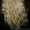 Плетения кос,наращивание волос - <ro>Изображение</ro><ru>Изображение</ru> #3, <ru>Объявление</ru> #898835