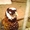 королевский фазан - <ro>Изображение</ro><ru>Изображение</ru> #1, <ru>Объявление</ru> #898175