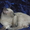 кудрявый котенок корниш-рекс с голубыми глазами - <ro>Изображение</ro><ru>Изображение</ru> #1, <ru>Объявление</ru> #905481