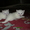 Белые британские котята #896834