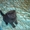 Продам британских вислоухих котят - <ro>Изображение</ro><ru>Изображение</ru> #1, <ru>Объявление</ru> #914389