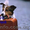 Зоогостиница для собак в Харькове "Пес Барбос"   - <ro>Изображение</ro><ru>Изображение</ru> #3, <ru>Объявление</ru> #964896