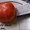 Продам семена томатов (помидор) от 03.12.14 - <ro>Изображение</ro><ru>Изображение</ru> #8, <ru>Объявление</ru> #817873