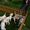 Продам щенков лабрадора палевого окраса - <ro>Изображение</ro><ru>Изображение</ru> #3, <ru>Объявление</ru> #955921
