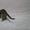 Бенгальский котёнок(мини леопард). - <ro>Изображение</ro><ru>Изображение</ru> #5, <ru>Объявление</ru> #952196