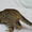 Бенгальский котёнок(мини леопард). - <ro>Изображение</ro><ru>Изображение</ru> #2, <ru>Объявление</ru> #952196