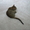 Бенгальский котёнок(мини леопард). - <ro>Изображение</ro><ru>Изображение</ru> #7, <ru>Объявление</ru> #952196