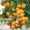 Мандарин,  апельсин плодоносящий,  комнатный саженцы Кировоград.