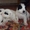 Продам щенков Средне  азиатской овчарки (Алабай) #981870