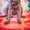 Шоколадные щенки Лабрадора-Ретривера - <ro>Изображение</ro><ru>Изображение</ru> #1, <ru>Объявление</ru> #939191