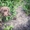Шоколадные щенки Лабрадора-Ретривера - <ro>Изображение</ro><ru>Изображение</ru> #3, <ru>Объявление</ru> #939191