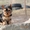  Продается щенок йоркширского терьера - <ro>Изображение</ro><ru>Изображение</ru> #3, <ru>Объявление</ru> #1012946