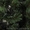 Искуственные елки и сосны  - <ro>Изображение</ro><ru>Изображение</ru> #2, <ru>Объявление</ru> #1012461