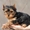  Продается щенок йоркширского терьера - <ro>Изображение</ro><ru>Изображение</ru> #1, <ru>Объявление</ru> #1012946
