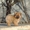 Продадается щенок померанского шпица - <ro>Изображение</ro><ru>Изображение</ru> #3, <ru>Объявление</ru> #1012947