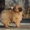 Продадается щенок померанского шпица - <ro>Изображение</ro><ru>Изображение</ru> #2, <ru>Объявление</ru> #1012947