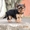  Продается щенок йоркширского терьера - <ro>Изображение</ro><ru>Изображение</ru> #4, <ru>Объявление</ru> #1012946
