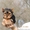  Продается щенок йоркширского терьера - <ro>Изображение</ro><ru>Изображение</ru> #2, <ru>Объявление</ru> #1012946
