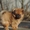 Продадается щенок померанского шпица - <ro>Изображение</ro><ru>Изображение</ru> #5, <ru>Объявление</ru> #1012947