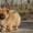 Продадается щенок померанского шпица - <ro>Изображение</ro><ru>Изображение</ru> #1, <ru>Объявление</ru> #1012947