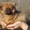 Продадается щенок померанского шпица - <ro>Изображение</ro><ru>Изображение</ru> #4, <ru>Объявление</ru> #1012947