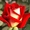   Саженцы роз из частной коллекции #1014227