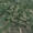 Продам участок 20 соток в пос. Ольховка на берегу озера 10 км. от Харь - <ro>Изображение</ro><ru>Изображение</ru> #3, <ru>Объявление</ru> #875463