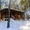 Деревяный дом в сосновом лесу. с. Революционное. - <ro>Изображение</ro><ru>Изображение</ru> #3, <ru>Объявление</ru> #1038355