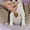 Первокласные щенки Американского Стаффордширского терьера,питомник - <ro>Изображение</ro><ru>Изображение</ru> #4, <ru>Объявление</ru> #1033078
