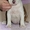 Первокласные щенки Американского Стаффордширского терьера,питомник - <ro>Изображение</ro><ru>Изображение</ru> #3, <ru>Объявление</ru> #1033078