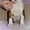 Первокласные щенки Американского Стаффордширского терьера,питомник - <ro>Изображение</ro><ru>Изображение</ru> #2, <ru>Объявление</ru> #1033078