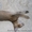 Продам котенка девочка чаузи - <ro>Изображение</ro><ru>Изображение</ru> #4, <ru>Объявление</ru> #1065429
