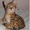 Продам котенка девочка чаузи - <ro>Изображение</ro><ru>Изображение</ru> #5, <ru>Объявление</ru> #1065429