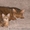 Продам котенка девочка чаузи - <ro>Изображение</ro><ru>Изображение</ru> #6, <ru>Объявление</ru> #1065429