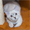 Продам шотландского котенка скотиш страйт - <ro>Изображение</ro><ru>Изображение</ru> #1, <ru>Объявление</ru> #1078663