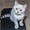 Продам шотландского котенка скотиш страйт - <ro>Изображение</ro><ru>Изображение</ru> #2, <ru>Объявление</ru> #1078663