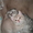 Продам шикарных шотландских котят - <ro>Изображение</ro><ru>Изображение</ru> #3, <ru>Объявление</ru> #1076792