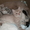 Продам шикарных шотландских котят - <ro>Изображение</ro><ru>Изображение</ru> #2, <ru>Объявление</ru> #1076792