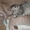 Продам шикарных шотландских котят - <ro>Изображение</ro><ru>Изображение</ru> #1, <ru>Объявление</ru> #1076792