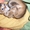 Продаются чистокровные абиссинские котята - <ro>Изображение</ro><ru>Изображение</ru> #5, <ru>Объявление</ru> #1097858