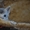 Продаются чистокровные абиссинские котята - <ro>Изображение</ro><ru>Изображение</ru> #4, <ru>Объявление</ru> #1097858