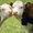 Молоко коровье домашнее с бесплатной доставкой на дом по Харькову #1120727