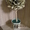 Продам деревья из зёрен кофе - <ro>Изображение</ro><ru>Изображение</ru> #6, <ru>Объявление</ru> #739796